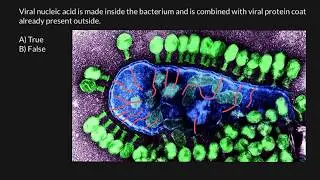 Virus assembly