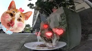 FOOD DELIVERY FOR STRAY CATS IN MALAYSIA BY REMOTE CONTROL CAR