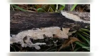 Hyphodontia radula - fungi kingdom