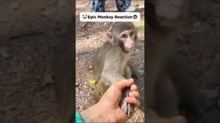 Epic Monkey Reaction🐵