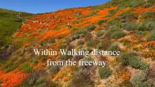 Walker Canyon - California Wildflowers