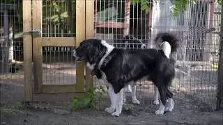 Central asian shepherd dog Omar