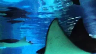 Legoland - Atlantis - 2012