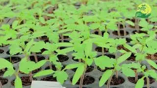 I Spent 30 Days at Sai Hitech Nursery and Discovered the SECRET to Thriving Plants
