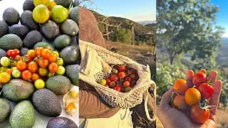Harvesting Wild Cherry Tomatoes on our land