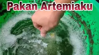 Pakan Artemia / sea monkey