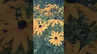 #Shorts #Blumen Sch&ouml;ne Blumen.