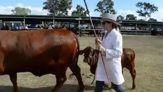 2016 Nanango Show  - Cattle Parade