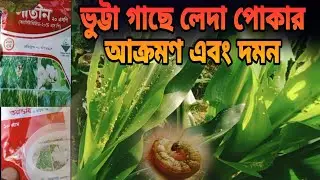 ভুট্টা গাছে লেদা পোকার আক্রমণ এবং দমন ব্যবস্তা।কৃষকের সপ্ন।২০২৬
