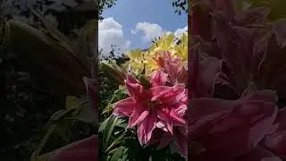 Exotic sun 😍 Roselily Sara😍.      My Vedding🥰 Roselily Zetta😍 25 июля 2023 г