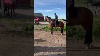 Champion horses