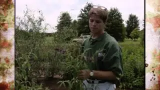 Woody Ornamentals for Arrangements