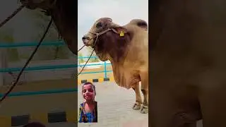 qurbani Ibrahim sunnat#cow #happybakraeid #youtubeshorts