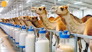 How Dubai Farmers Raise Camels for Milk | Modern Camel Milking Factory