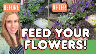 Getting BIGGER Blooms🌸Fertilizing Using EEDHA Chelated Iron //  Trowel & Error Gardening