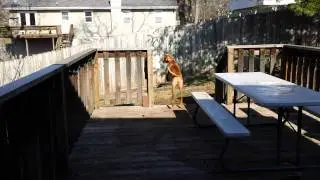 Rowdy's Puppy Bounce