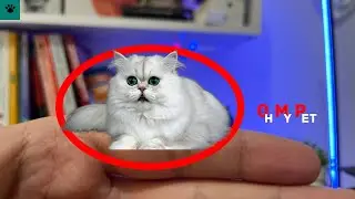 6 Smallest cat Breeds on The World