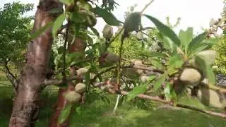 humik asit ve organamineral uygulanan bah&ccedil;emiz 05356660880
