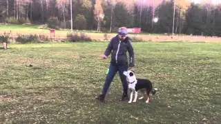 Lydnadsklass 1 länk med Peak 9 månader