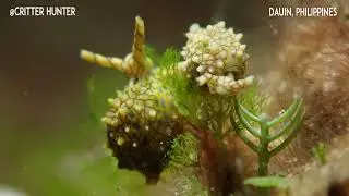 Oxynoe kylei | Project Nudibranch