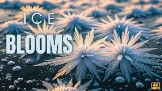 Can Ice&hellip; Bloom Like Petals? 🌊❄️