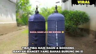BURUNG NAIK DAUN❗SETELAH REMETUK BURUNG INI KEMBALI RAMAI & BANYAK DI BAHAS❗