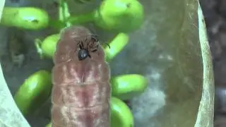 Myrmecophily : Lasius emarginatus attracted by a caterpillar of Iolana iolas.