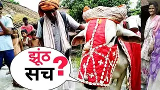 सच - झूंठ बताने वाले नन्दी बैल का लाइव विडियो देखिये |