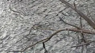 Otter sighted Bhavani river Kerala