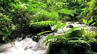 Gentle River Nature ASMR for Brain Power, Mental Healing, Mindfulness