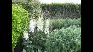 Delphinium Plant Donations in the RHS Wisley Borders - June 2015