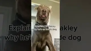😂 Hilarious Pet Antics Compilation 🐾 | Funny Animals, Catnip Reactions, and Playful Dogs! 😹🐶