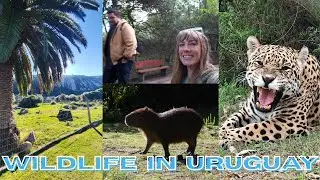 Exploring Uruguays wild side at the Nature reserve in Pan de Azucar | Urugay