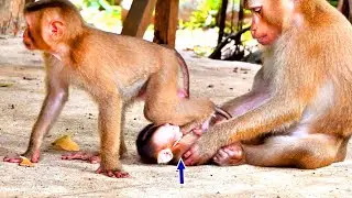 OMG ! the monkeys SARO kick baby SABA one foot - when Mom pushing baby SABA  out of milk so pity