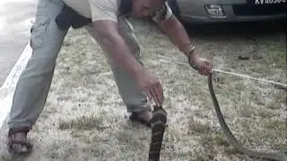 Catch Wild King Cobra of Langkawi