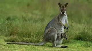 [WILDLIFE FACTS] Wallaby looks similar to Kangaroo but are smaller in size