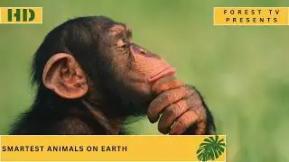 You Won&rsquo;t Believe How Smart These Animals Are! | The Smartest Animals on Earth
