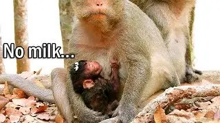 Pity poor newborn Lucas, Very long time baby Lucas no milk| Lucas so tired and in weak condition
