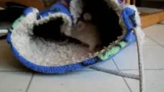 Grace's babies in the rat pouch