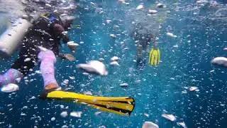 Scuba Diving in Qatar