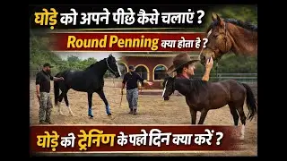 घोड़े को अपने पीछे कैसे चलाएँ ?Round Penning क्या होता है ?घोड़े की ट्रेनिंग के पहले दिन क्या करें ?