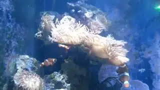 Dorina und Nemo Doktor und Clownfisch