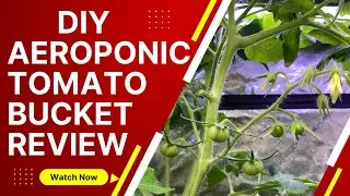 Aeroponic Bucket Tomatoes - Plant and Root Growth Review