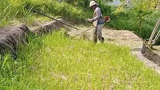 GRASS TRIMMING /GROUND MAINTENANCE