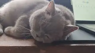 How cats show their love