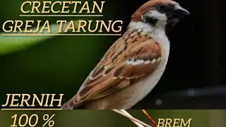 Masteran Greja tarung dengan kombinasi Brem ciblek !!