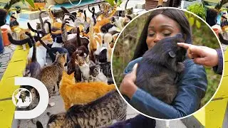 Visiting Japan's Adorable 