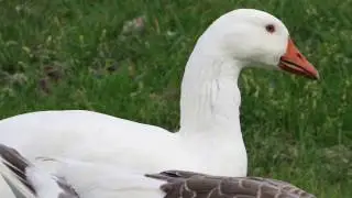 Vogelplas Starrevaart.