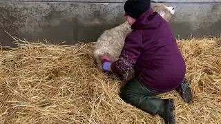 Assisted Lambing Birth