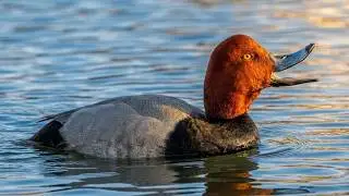 Redhead duck call sound, bathing, diving | Bird